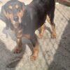 Ghost - 9 anni (nato indicativamente a Febbraio del 2016) - Segugio - Taglia: Grande  Foto 4